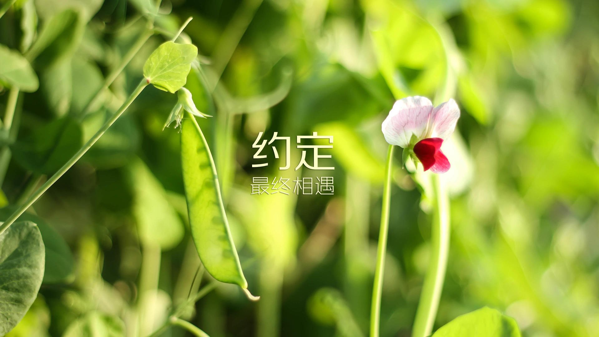 德布劳内燃爆赛场！掘金战术核心如何改写欧洲足坛格局