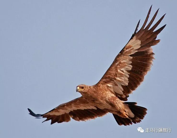 天山金雕队对阵剑门雷霆队，网球半决赛爆冷，门将神扑救主——精神属性拉满(雷霆队最强阵容)